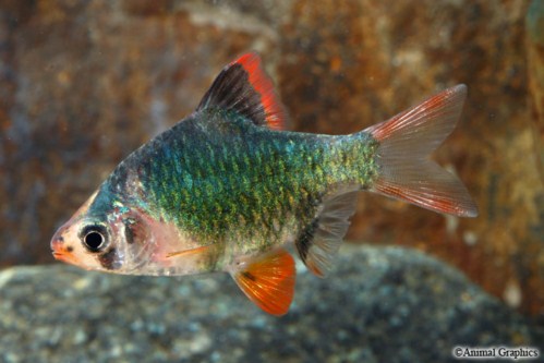 picture of Green Tiger Barb Reg                                                                                 Puntius tetrazona 'Green'