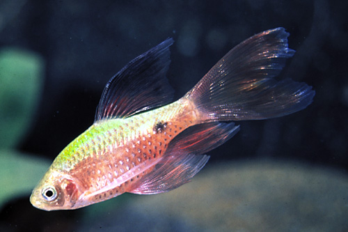 picture of Longfin Rosy Barb Sml                                                                                Pethia conchonius 'Longfin'