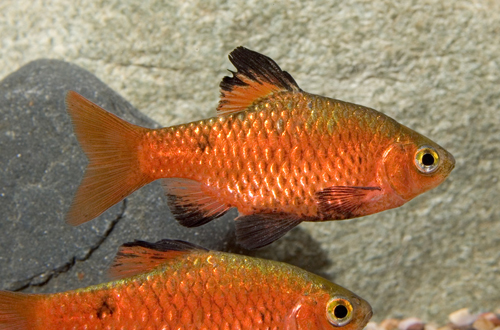 picture of Rosy Barb Male Reg                                                                                   Pethia conchonius