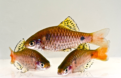 picture of Odessa Barb Reg                                                                                      Pethia padamya