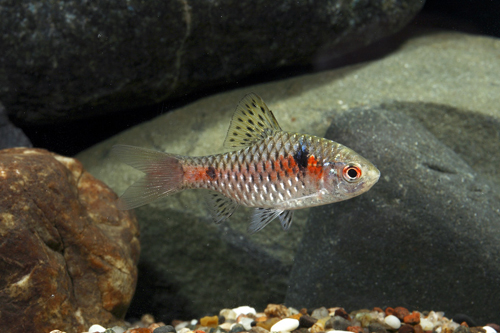 picture of Odessa Barb Lrg                                                                                      Pethia padamya