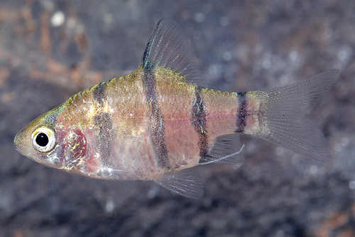 picture of Pentazona Barb Sml                                                                                   Puntius pentazona