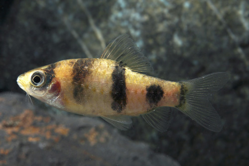 picture of Red Panda Barb Med                                                                                   Haludaria fasciata