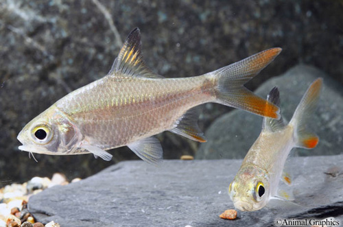 picture of Redtail Tinfoil Barb Sml                                                                             Barbus schwanenfeldi