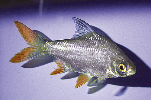 picture of Redtail Tinfoil Barb M/L                                                                             Barbus schwanenfeldi