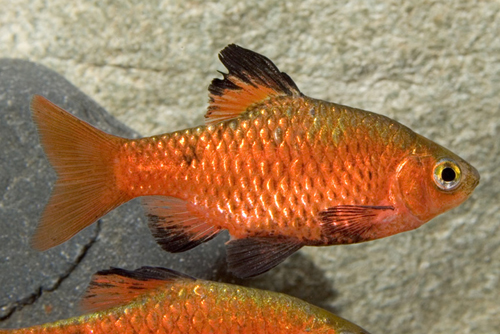 picture of Rosy Barb Sml                                                                                        Pethia conchonius