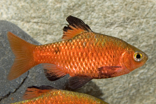 picture of Rosy Barb Lrg                                                                                        Pethia conchonius