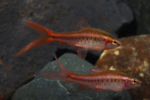 picture of Veiltail Cherry Barb Reg                                                                             Puntius titteya