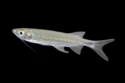 picture of Whisker Barb Reg                                                                                     Esomus metallicus