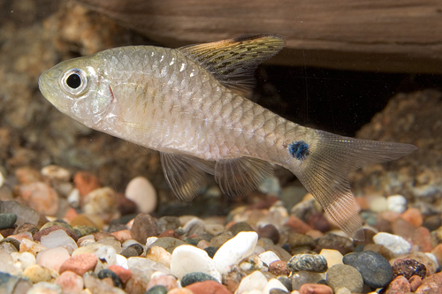 picture of Drapefin Barb Reg                                                                                    Oreichthys crenuchoides