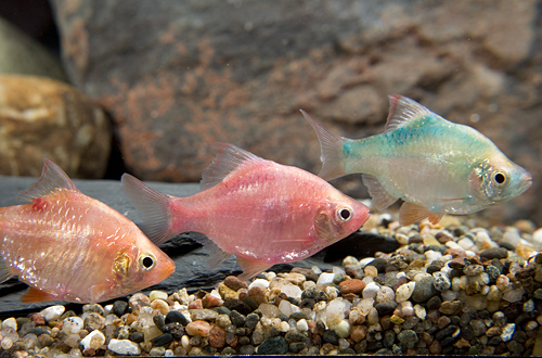 picture of Painted Tiger Barb Reg                                                                               Puntius tetrazona