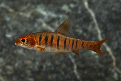 picture of African Fasciolatus Barb Reg                                                                         Barbus fasciolatus