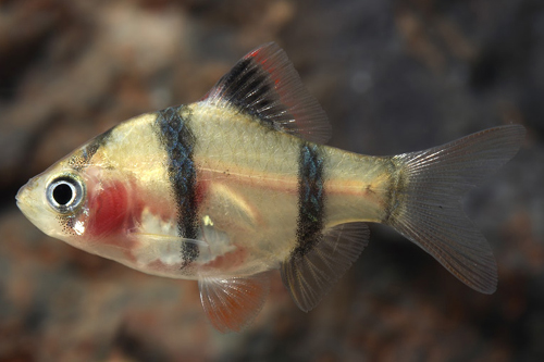 picture of Blushing Tiger Barb Reg                                                                              Puntius tetrazona 'Blushing'