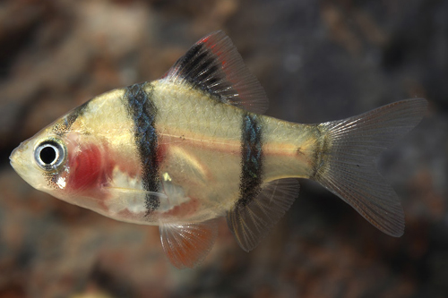 picture of Blushing Tiger Barb Lrg                                                                              Puntius tetrazona 'Blushing'