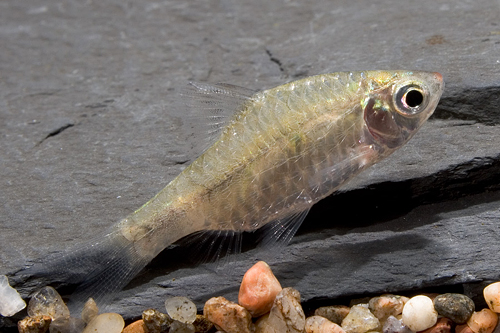 picture of Burmese Red Lipstick Barb Reg                                                                        Pethia erythromycter