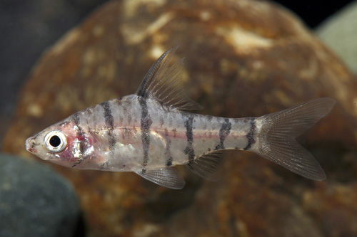 picture of Eight Striped Barb Reg                                                                               Eirmotus octozona