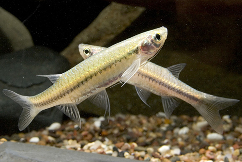 picture of Flying Barb Reg                                                                                      Esomus danricus