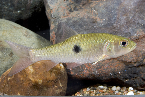 picture of Hampala Barb Med                                                                                     Hampala macrolepidota