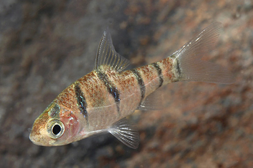 picture of Hexazona Barb Reg                                                                                    Puntius hexazona