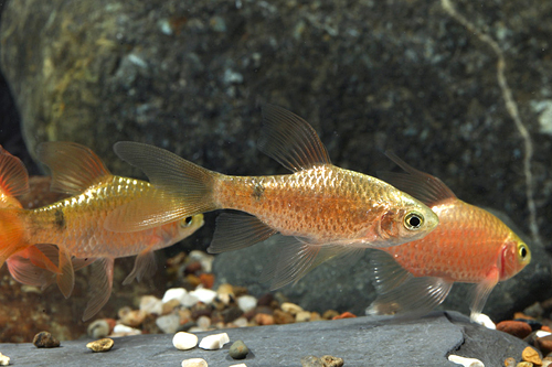 picture of Neon Longfin Rosy Barb Reg                                                                           Pethia conchonius 'Neon Longfin'