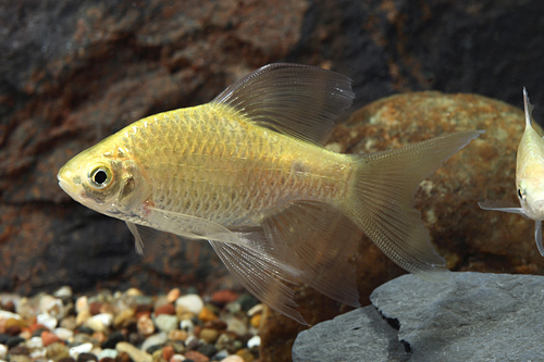 picture of Longfin Rosy Barb Female Reg                                                                         Pethia conchonius 'Longfin'