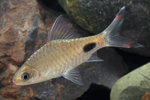 picture of Mahecola Barb Reg                                                                                    Puntius mahecola