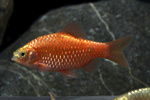 picture of Neon Rosy Barb Male Reg                                                                              Pethia conchonius 'Neon'