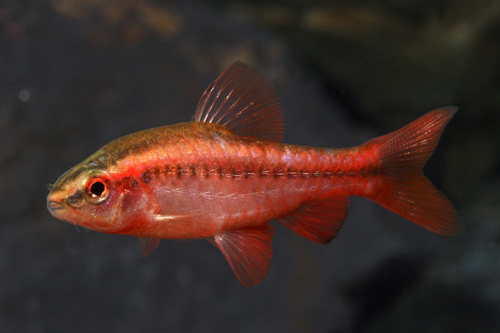 picture of Cherry Barb Male Reg                                                                                 Puntius titteya