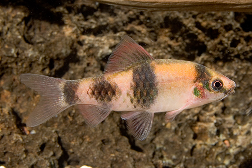 picture of Melon Barb Med                                                                                       Haludaria fasciatus