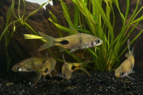 picture of Rohan's Tear-Spot Barb Reg                                                                           Dawkinsia rohani