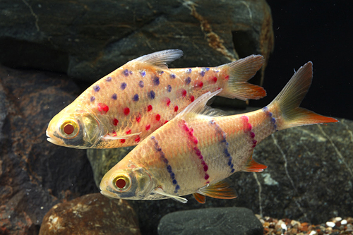 picture of Tattooed Tinfoil Barb Med                                                                            Barbus schwanenfeldi 'Albino'