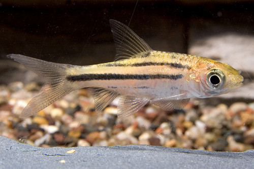 picture of Zebra Barb Reg                                                                                       Desmopuntius johorensis