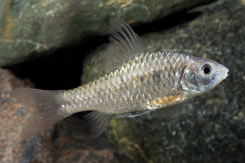 picture of Maharaja Barb Reg                                                                                    Puntius sahyadriensis