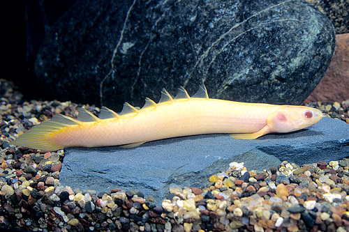 picture of Albino Dinosaur Senegalus Polypterus Sml                                                             Polypterus senegalus 'Albino'