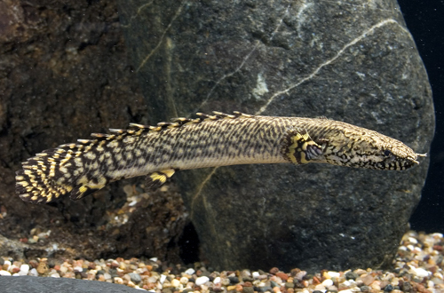 picture of Ornatipinnis Polypterus Med                                                                          Polypterus ornatipinnis