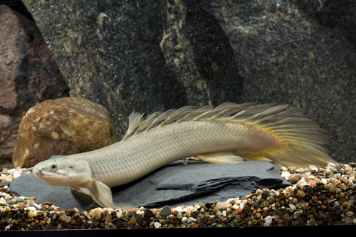 picture of Longfin Dinosaur Senegalus Polypterus M/S                                                            Polypterus senegalus 'Longfin'