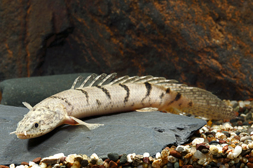 picture of Delhezi Polypterus Tank Raised Reg                                                                   Polypterus delhezi