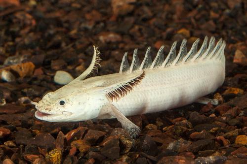 picture of Platinum Endlicheri Polypterus Reg                                                                   Polypterus endlicheri endlicheri