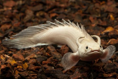 picture of Platinum Senegalus Polypterus Reg                                                                    Polypterus senegalus 'platinum'