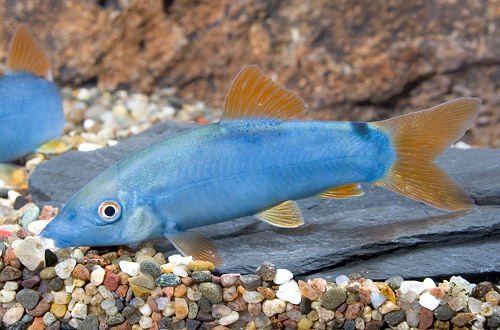 picture of Blue Painted Botia Reg                                                                               Yasuhikotakia modesta