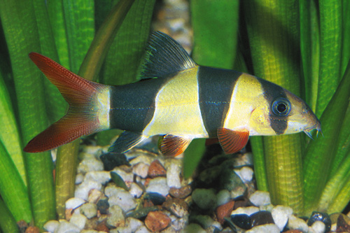 picture of Clown Loach Reg                                                                                      Chromobotia macracanthus