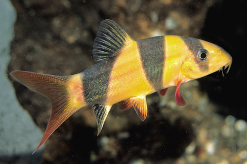 picture of Clown Loach M/L                                                                                      Chromobotia macracanthus