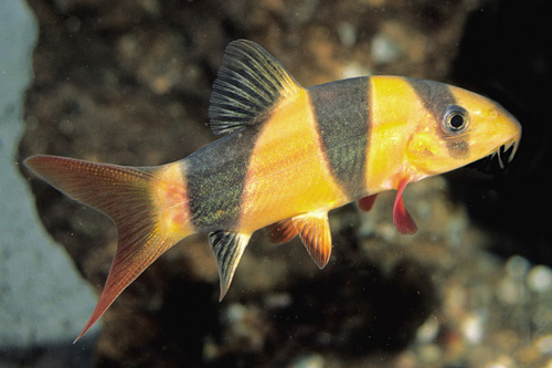 picture of Clown Loach Lrg                                                                                      Chromobotia macracanthus