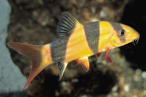 picture of Clown Loach Xlg                                                                                      Chromobotia macracanthus