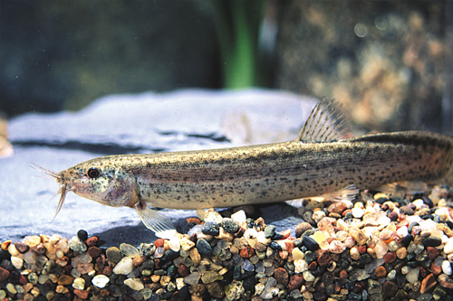 picture of Dojo Loach Shw                                                                                       Misgurnus anguillicaudatus