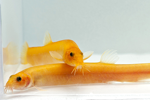 picture of Gold Dojo Loach Sml                                                                                  Misgurnus anguillicaudatus 'Gold'