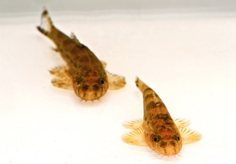 picture of Hillstream Loach Reg                                                                                 Pseudogastromyzon spp.