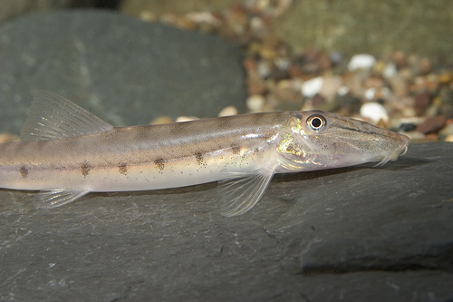 picture of Horseface Loach Reg                                                                                  Acantopsis dialuzona