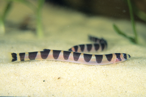 picture of Kuhlii Loach Reg                                                                                     Pangio kuhlii sumatranus