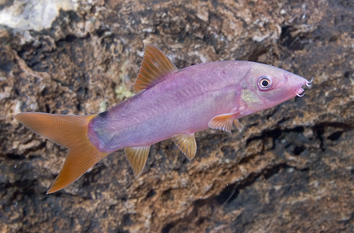 picture of Purple Painted Botia Reg                                                                             Yasuhikatakia modesta